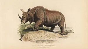 Indian rhinoceros, Rhinoceros unicornis. Vulnerable Indian rhinoceros, Rhinoceros unicornis. Vulnerable