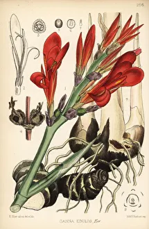 Indian shot, achira or meeru, Canna indica Indian shot, achira or meeru, Canna indica
