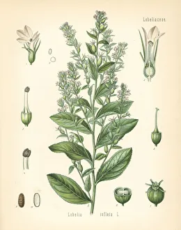 Indian tobacco or puke weed, Lobelia inflata Indian tobacco or puke weed, Lobelia inflata