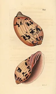 Indian volute or bailer shell, Melo melo Indian volute or bailer shell, Melo melo