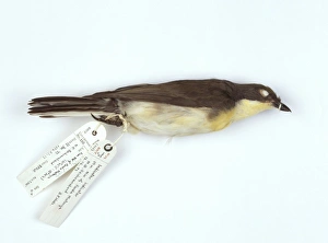 Indicator indicator, greater honeyguide Indicator indicator, greater honeyguide