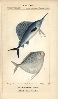S Gallery: Sailfish Collection