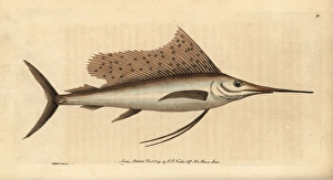 Indo-Pacific sailfish, Istiophorus platypterus Indo-Pacific sailfish, Istiophorus platypterus