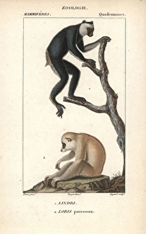 Indri or babakoto, Indri indri (endangered) Indri or babakoto, Indri indri (endangered)
