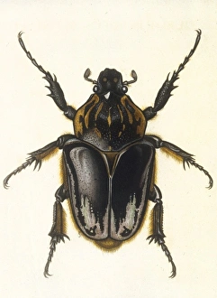 <b class=qtipBold><figcaption>Insects/Beetle / Scarab</figcaption></b><br>Goliathus Princeps Date: 1837<br><em>© Mary Evans Picture Library</em> Insects/Beetle / Scarab