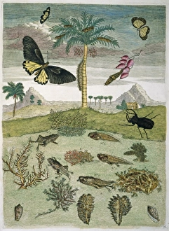 Insects, plants & shells against landscape Insects, plants & shells against landscape