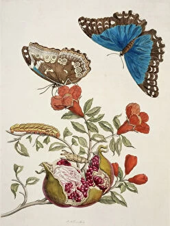 17th Century Gallery: Insects of Surinam