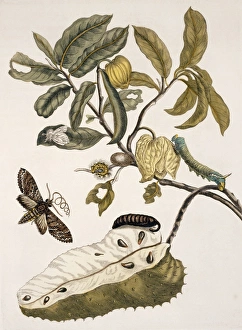 <b class=qtipBold><figcaption>Insects of Surinam</figcaption></b><br>Plate 14 from Dissertatio de Generatione et Metamorphosibus Insectorum Surinamensium (1726) by Maria Sybilla Merian (1647-1717) & Johanna Helena Herolt (1668-1773). Date:<br><em>© Mary Evans / Natural History Museum</em> Insects of Surinam