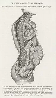 Spine Gallery: Internal anatomy