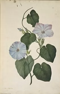 Potted Histories Gallery: Ipomoea indica, morning glory