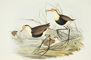 Irediparra gallinacea, comb-crested jacana Irediparra gallinacea, comb-crested jacana