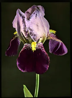 Iris Bruno (Tall Bearded Iris) Iris Bruno (Tall Bearded Iris)