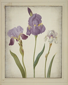 Iris germanica (left) and Iris pallida (right), bearded iris Iris germanica (left) and Iris pallida (right), bearded iris