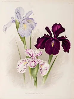 <b class=qtipBold><figcaption>Iris, Iris xiphioides, Anglica</figcaption></b><br>Iris, Iris xiphioides, Anglica. Chromolithograph from Algemeene Vereeniging voor Bloembollencultuur, Florilegium Harlemense. Tab 36. Date: 1899-1901<br><em>© The John Innes Centre/The John Innes Foundation/Mary Evans</em> Iris, Iris xiphioides, Anglica