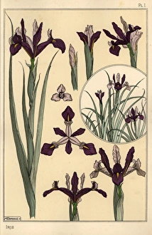 Iris plant and flower parts, with inset Iris plant and flower parts, with inset