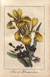 Iris and primrose, Iris pseudacorus and Primula vulgaris Iris and primrose, Iris pseudacorus and Primula vulgaris