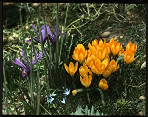 Iris Reticulata and Crocus Chrysanthus Iris Reticulata and Crocus Chrysanthus