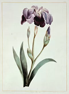 Monocot Gallery: Iris sp. blue iris