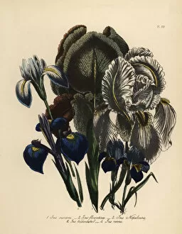 Humphreys Gallery: Iris species
