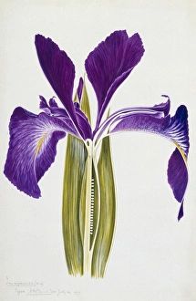 <b class=qtipBold><figcaption>Iris xiphioides, English Iris</figcaption></b><br>Drawing 173/10 by Arthur Harry Church (1865-1937), published in 1907. Held in the Botany Library at the Natural History Museum, London. Date:<br><em>© Mary Evans / Natural History Museum</em> Iris xiphioides, English Iris