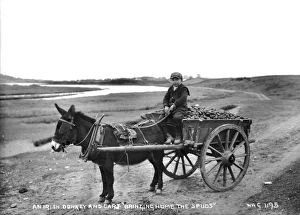 An Irish Donkey and Cart Bringing Home the Spuds An Irish Donkey and Cart Bringing Home the Spuds