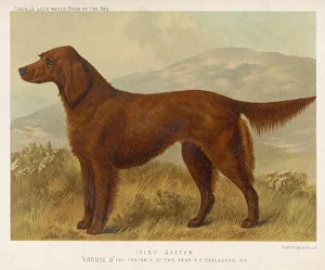 <b class=qtipBold><figcaption>Irish Setter (Shaw)</figcaption></b><br>Irish setter on the moors.<br><em>© Mary Evans Picture Library</em> Irish Setter (Shaw)
