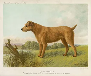 <b class=qtipBold><figcaption>Irish Terrier (Shaw)</figcaption></b><br>An Irish Terrier.<br><em>© Mary Evans Picture Library 2015 - https://copyrighthub.org/s0/hub1/creation/maryevans/MaryEvansPictureID/10146634</em> Irish Terrier (Shaw)
