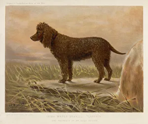 <b class=qtipBold><figcaption>Irish Water Spaniel</figcaption></b><br>An Irish water spaniel in the field.<br><em>© Mary Evans Picture Library 2015 - https://copyrighthub.org/s0/hub1/creation/maryevans/MaryEvansPictureID/10146430</em> Irish Water Spaniel