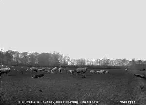 Meath Gallery: Irish Woollen Industry, Sheep Grazing in Co. Meath