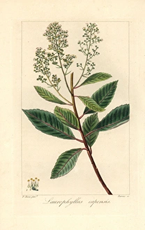 Iron martin, Laurophyllus capensis, native of South Africa Iron martin, Laurophyllus capensis, native of South Africa