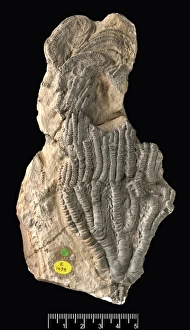 Isocrinus robustus, a fossil crinoid Isocrinus robustus, a fossil crinoid