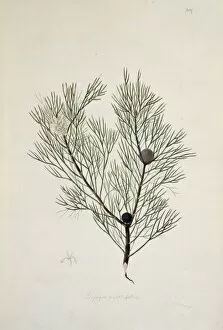Eudicotinae Gallery: Isopogon anethifolius, narrow leaf drumstick