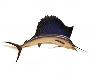 Istiophorus platypterus, Sailfish