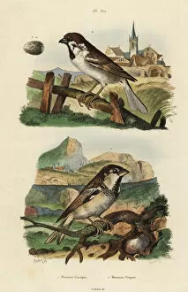 Fries Gallery: Italian sparrow, Passer italiae, and Eurasian