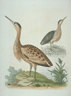 Ixobrychus minututs, little bittern, Botaurus stellaris, Eur Ixobrychus minututs, little bittern, Botaurus stellaris, Eur