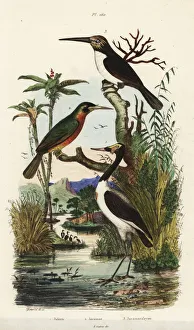 Fries Gallery: Jabiru mycteria, Galbula ruficauda and Jacamaralcyon