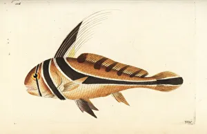 Jack knife-fish, Equetus lanceolatus Jack knife-fish, Equetus lanceolatus
