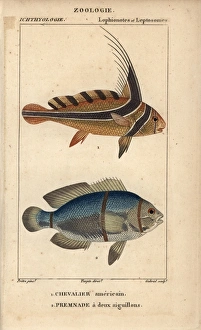 Jack-knifefish, Equetus lanceolatus, and spinecheek Jack-knifefish, Equetus lanceolatus, and spinecheek
