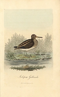 Sandpipers Gallery: 