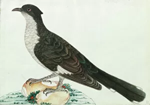 Cuckoos Gallery: Jacobin Cuckoo