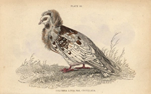 Jacobin pigeon, Columba cucullata Jacobina, fancy pigeon Jacobin pigeon, Columba cucullata Jacobina, fancy pigeon