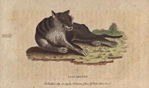 Jaguarette or black cougar, Panthera species Jaguarette or black cougar, Panthera species