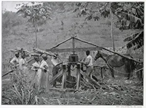 Plantations Gallery: Jamaican industry was struggling against fierce rivalry of production volumes from