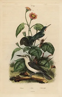Jamaican tody, Mariana kingfisher and sunflower Jamaican tody, Mariana kingfisher and sunflower