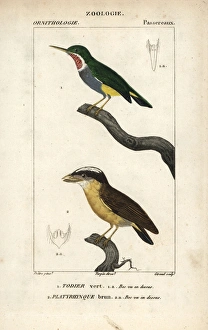 Jamaican tody, Todus todus, and white-crested Jamaican tody, Todus todus, and white-crested
