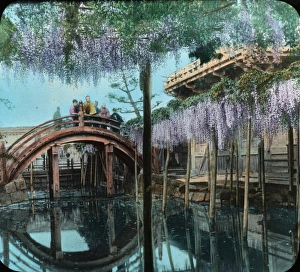 Japan - A famous wisteria in bloom Japan - A famous wisteria in bloom