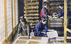 Japan - Silk Industry - Bombyx mori Moths lay eggs on paper Japan - Silk Industry - Bombyx mori Moths lay eggs on paper