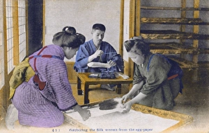 Japan - Silk Industry - Gathering silkworms from egg paper Japan - Silk Industry - Gathering silkworms from egg paper