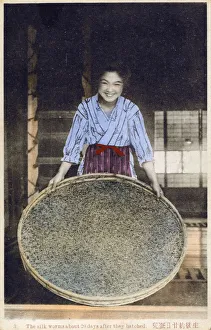 Japan - Silk Industry - Silkworms 20 days after hatching Japan - Silk Industry - Silkworms 20 days after hatching