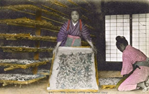 Silkworm Gallery: Japan - Silk Industry - Silkworms awake from hibernation